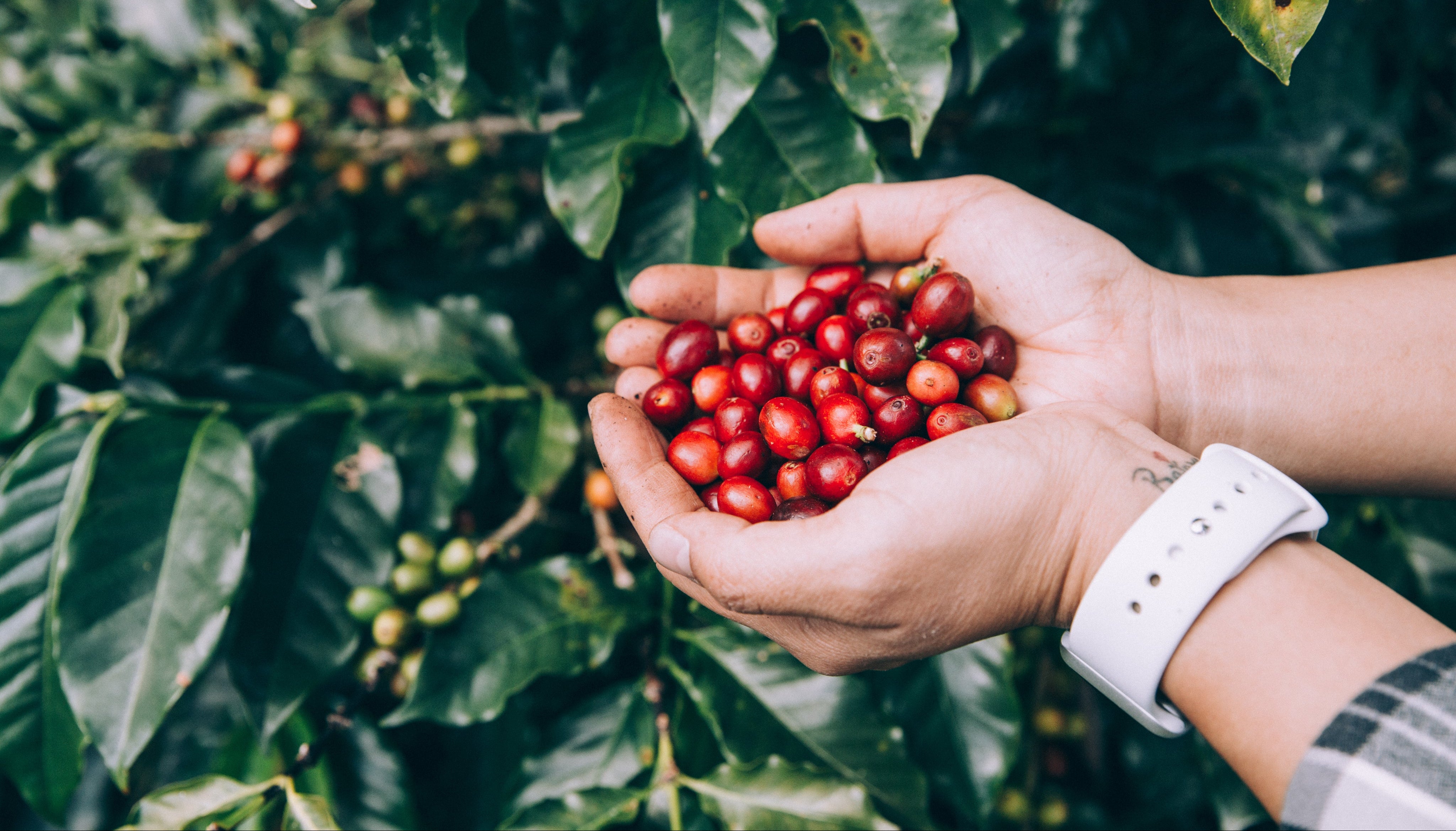 Agasia Colombian coffee and fruit